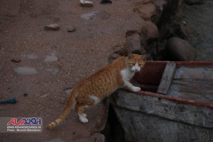 گربه